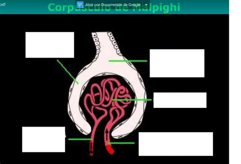 Diagrama De Corpusculo De Malpighi