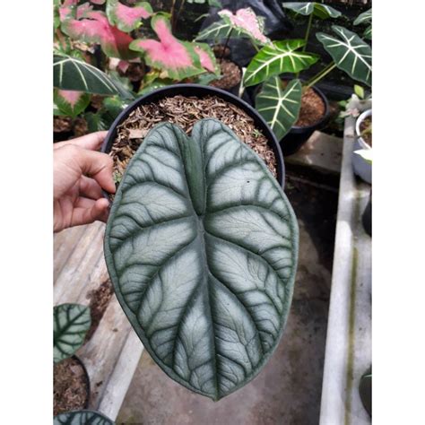 Jual Termurah Alocasia Dragon Scale Silver Keladi Tengkorak Silver