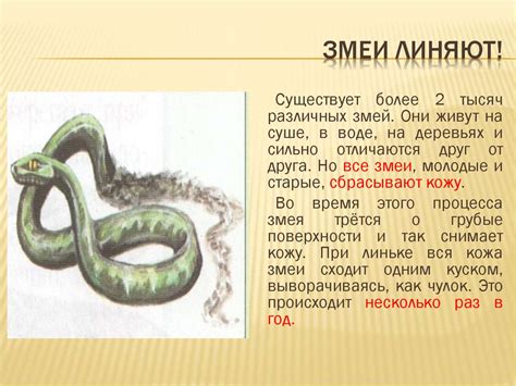 Змеи. Класс Пресмыкающиеся, отряд Чешуйчатые - презентация онлайн