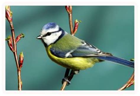 9 Smoky Mountain Birds ideas | birds, bird, smoky mountains