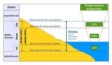 1 L estran ou zone de balancement des marées Le marnage est défini