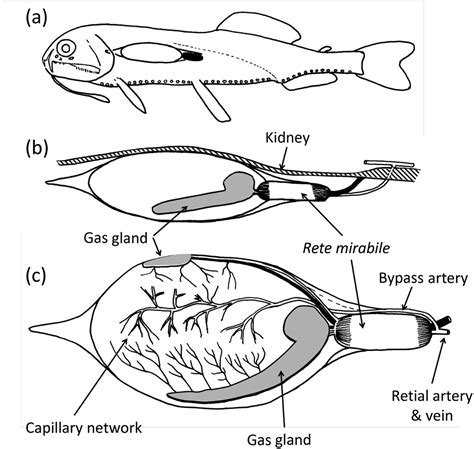 Deep Ocean Animals Adaptations