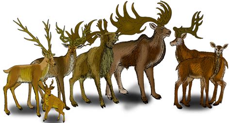 The Irish Elk And Other Massive Prehistoric Deer Species Outdoorhub