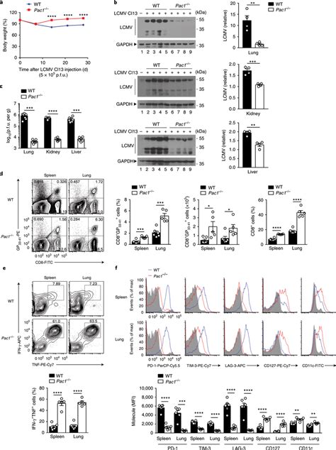 PAC1 Is Critical For ROS Mediated T Cell Dysfunction A Body Weight