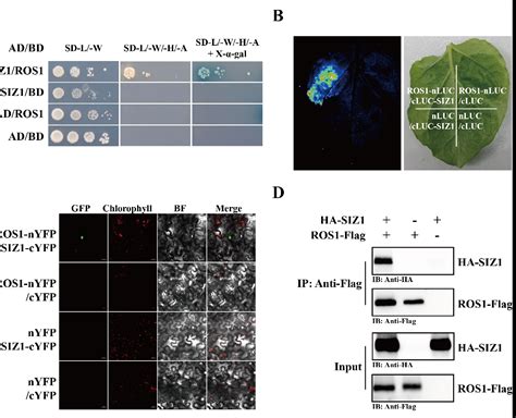 Figure 3 From The SUMO E3 Ligase SIZ1 Positively Regulates Active DNA