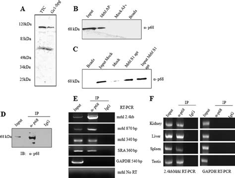 P68 Is An Interacting Partner Of Mrhl RNA A Northwestern Blot Of