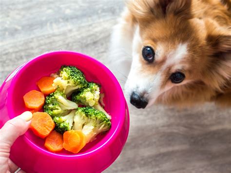 Do Dogs Need Vegetables In Their Diet