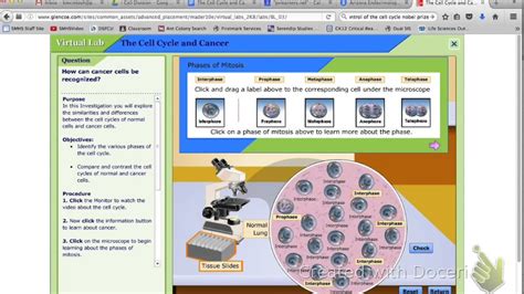 Cell Cycle Virtual Lab Answers