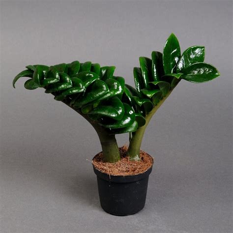 Zamioculcas 🌺 buy in Kyiv with delivery - price from Kamelia