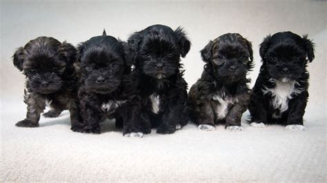 Lhasa Poo Lhasa Apso Poodle Mix Info Temperament Puppies Pictures