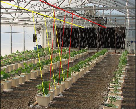 Greenhouse Cucumber Production Alabama Cooperative Extension System