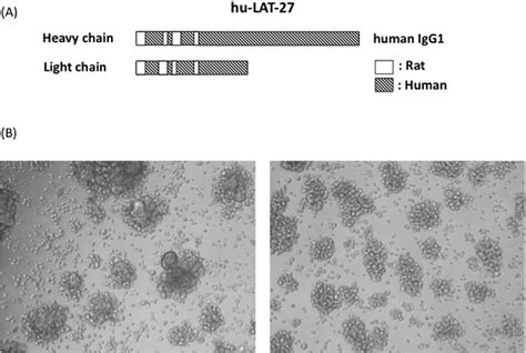 Figure 1 From A Potential Of An Anti HTLV I Gp46 Neutralizing