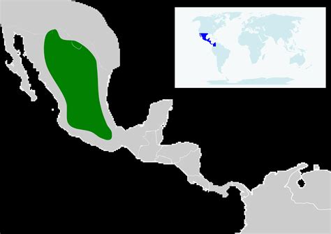 Greater long-nosed bat - Facts, Diet, Habitat & Pictures on Animalia.bio