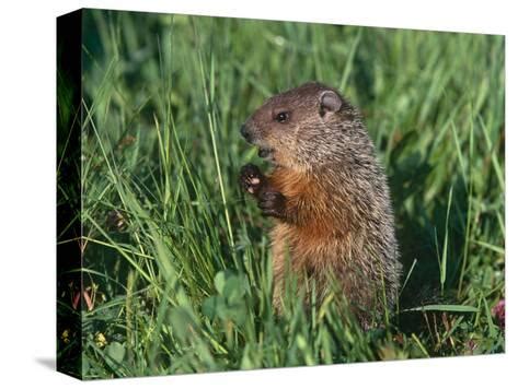 Woodchuck Gopher Muskrat Gopher Woodchuck Groundhog - Subarubaruk