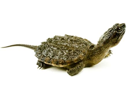 Common Snapping Turtle Pet