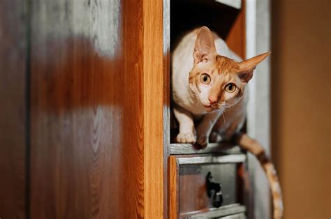 Cornish Rex Cat Breed Information And Characteristics Katkin