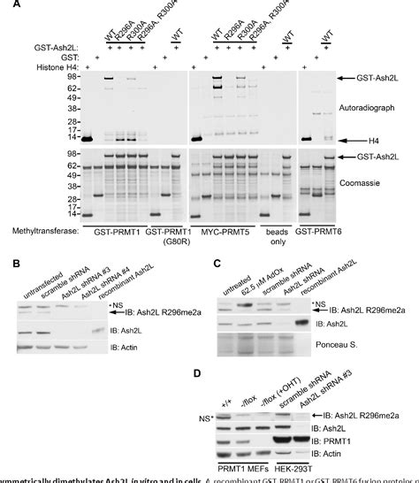 Figure From Protein Arginine Methyltransferase Prmt Methylates