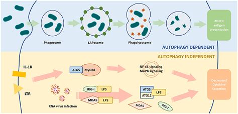 Frontiers Exploring The Role Of Autophagy Related Gene 5 Atg5 Yields Important Insights Into