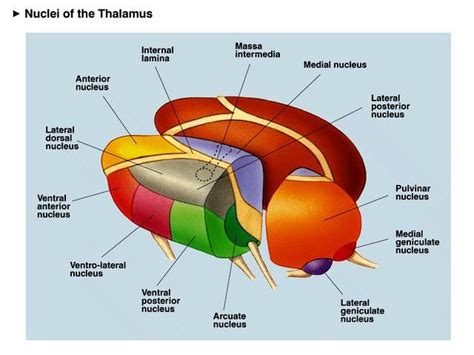 Divisions Of The Thalamus Neurology Brain Science Medical Science