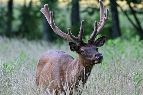 Bull Elk In Velvet Great Smoky Mountains National Park Photograph By