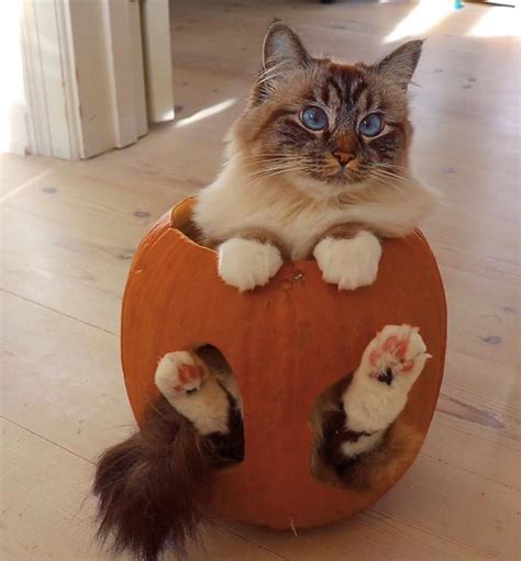 Spooktober Special Wholesome Cats And Kittens Inside Pumpkins Cat Pumpkin Carving Cat Decor