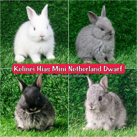 Jual Kelinci Hias Netherland Dwarf IMPORT ASLI / Kelinci Netherland ...