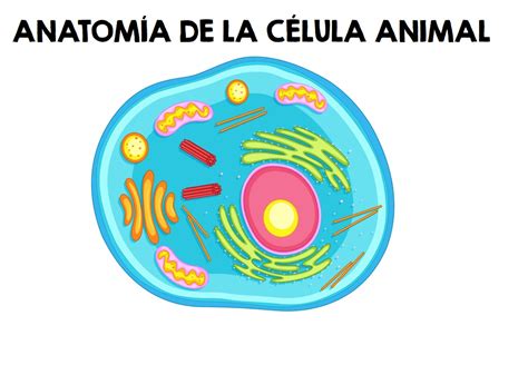 La Célula Animal Colorear Y Completar Primaria Editable 1