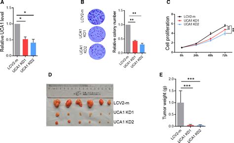 Knockdown Of Uca Suppresses Cell Proliferation In Vitro And Tumor