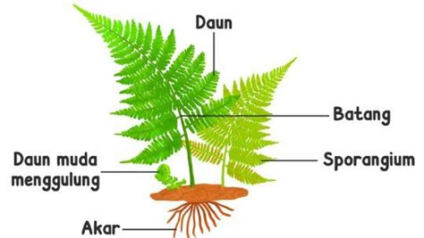 Detail Gambar Spora Pada Tumbuhan Paku Koleksi Nomer 41