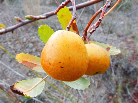 Free Images Tree Branch Fruit Leaf Flower Food Produce Autumn