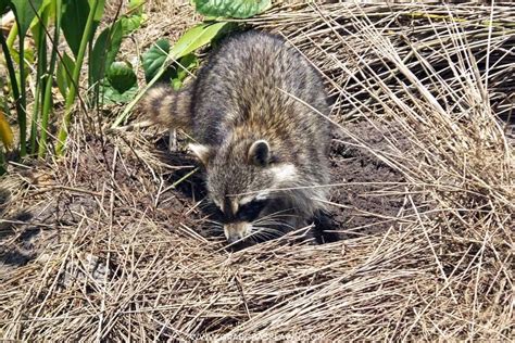 How To Stop Raccoons Digging Up Lawn 2024 Crabgrasslawn