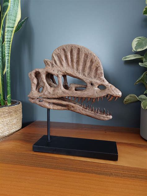 Dilophosaurus Fossil For Sale Cheap Sale | emergencydentistry.com