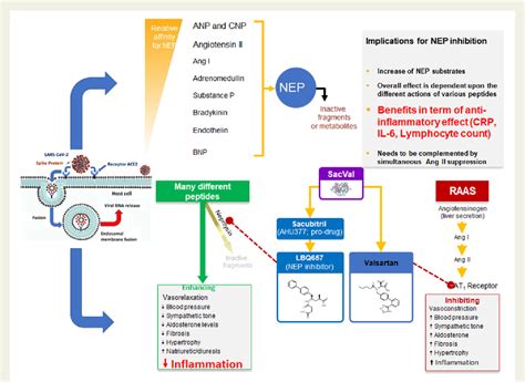 Figure 1 From Neprilysin Inhibitorangiotensin II Receptor Blocker