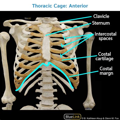 Gross Anatomy Glossary Thoracic Cage Photos Ditki Medical