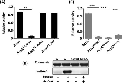 The Effect Of Acetylation And Lysine Residue K549 On Acsa Enzyme Download Scientific Diagram