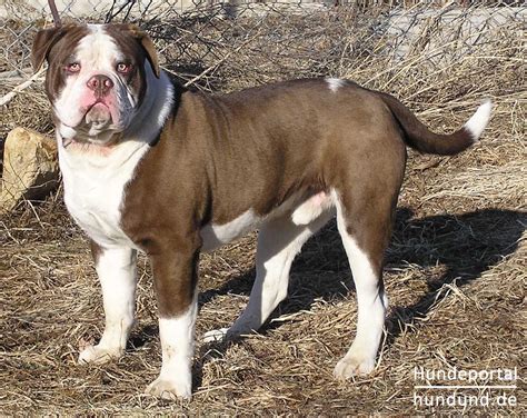 Alapaha Blue Blood Bulldog Foto 23419 Hundundde