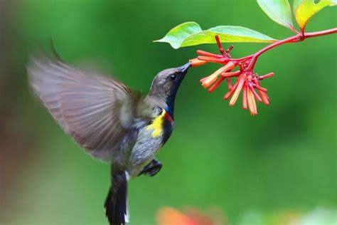 黃腹花蜜鳥雄 每日頭條