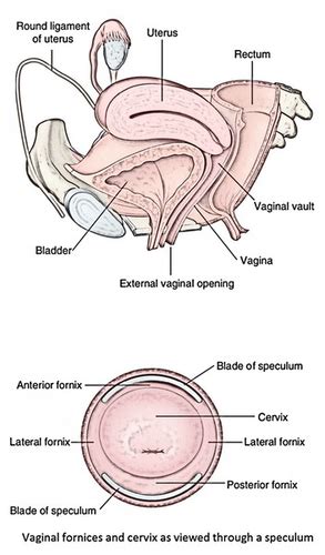 Female Genitalia Flashcards Quizlet