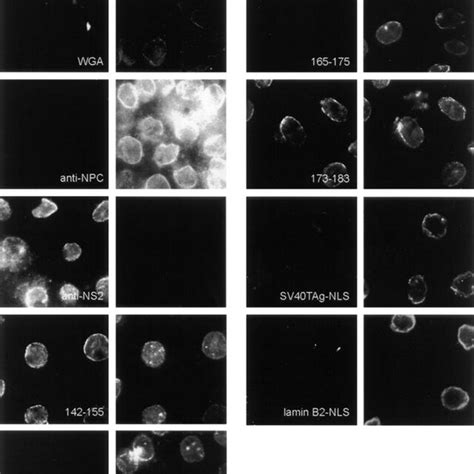 In Vitro Binding Of P RHBc To Digitonin Permeabilized HuH 7 Cells In