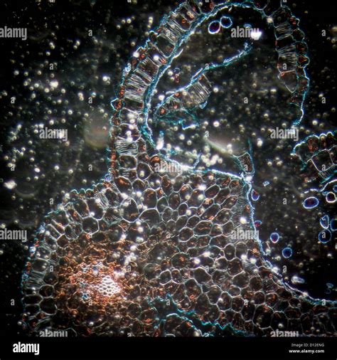 Plant Cell Micrograph Hi Res Stock Photography And Images Alamy