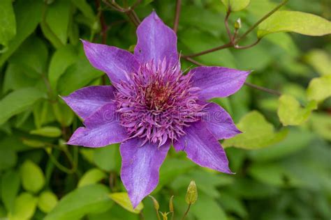 Purple Flowering Vine Jackman`s Clematis Clematis Jackmanii Stock Photo