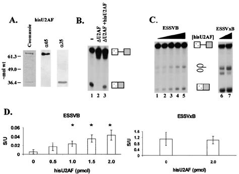 Recombinant U Af Stimulates The Splicing Of A Splice Site Regulated