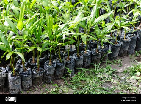 Amazonian Rainforest Trees Hi Res Stock Photography And Images Alamy