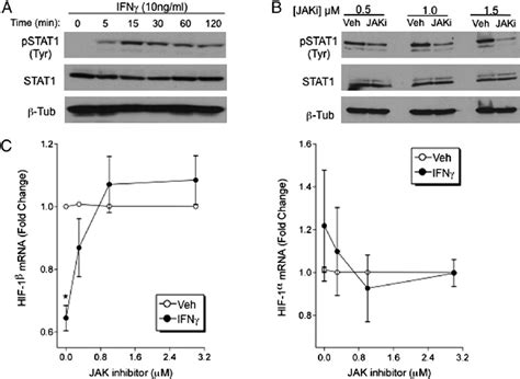 Transcriptional Repression Of Hif B Is Dependent On Ifn G Mediated