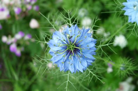 Jungfer im Grünen Nigella damascena Beschreibung Steckbrief Systematik