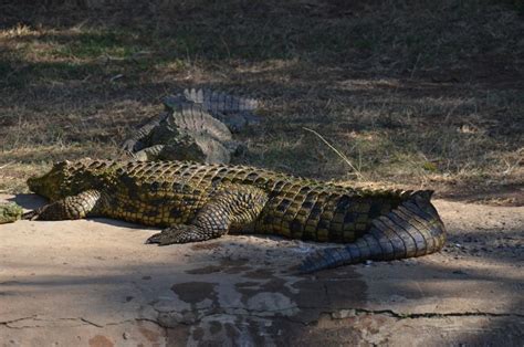 Durban Phezulu Cultural Village And Reptile Park Tour Getyourguide