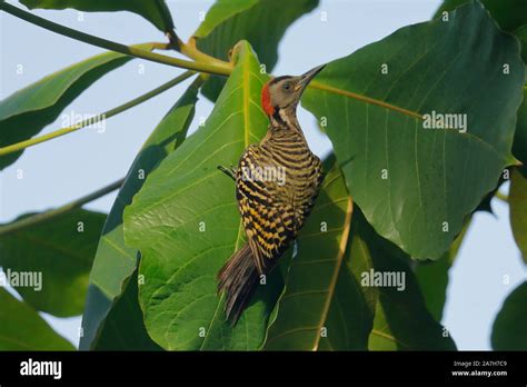 The Hispaniolan Woodpecker Is A Medium Sized Woodpecker Endemic To The