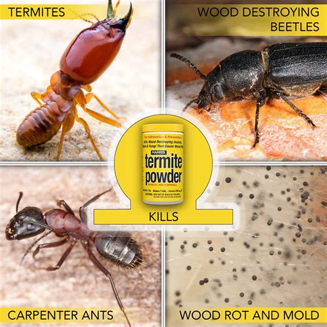 Harris Makes 1 Gallon Liquid Spray For Preventing Termites Wood Destroying Beetles Carpenter