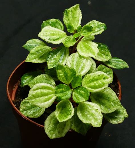 Rare Peperomia Meridana Variegated Plant 2 Etsy