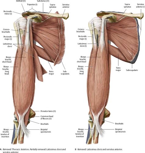 Shoulder Muscle Diagram Anterior Pics Altravoceilblog The Best